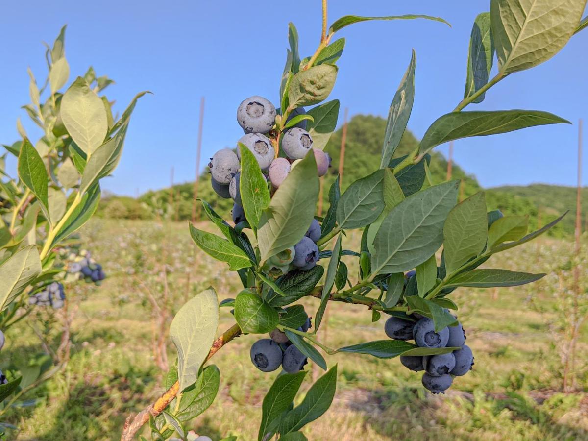 מלון Yoichi Vineyard Glamping מראה חיצוני תמונה